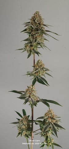 Another Custom Creation — harvest, day 142