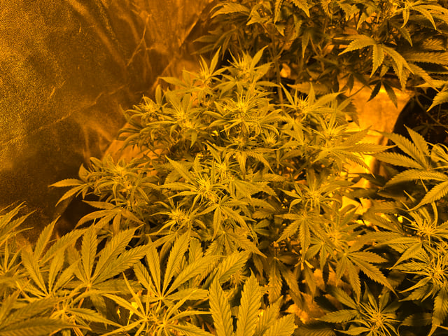 2nd Autoflower Indoor Grow — flower, day 47