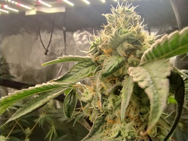 Photo Time📸🕞 — flower, day 99