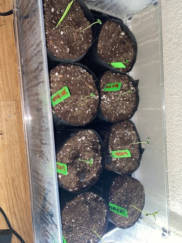 Solfire Gardens Grow — seedling_rooting, day 11