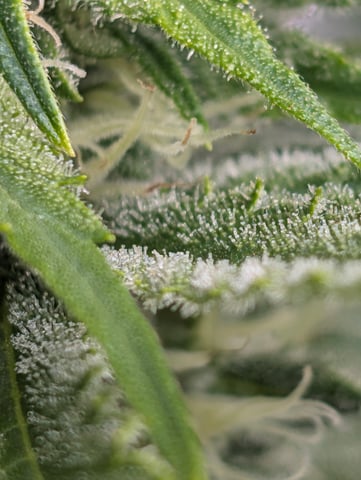 Golden Goat — flower, day 12