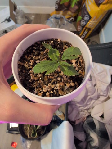 2025-26 — seedling_rooting, day 1