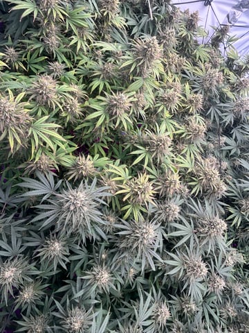 zunami s1 grounded genetics  — flower, day 84