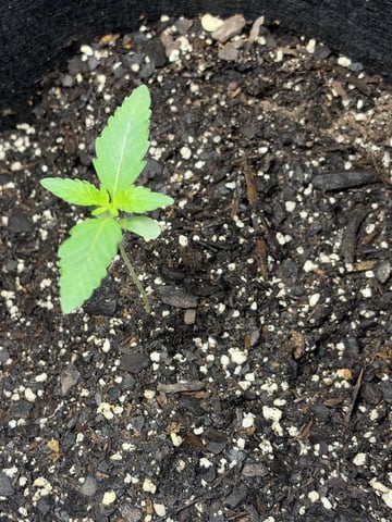 Cherry Lime Reserve #1 — seedling_rooting, day 8