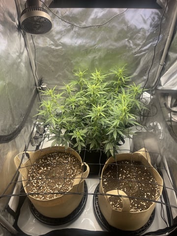 3x3 Grow — flower, day 12