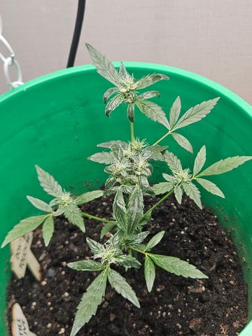 1st plant. Strain: Green Gelato AutoFlower — flower, day 69