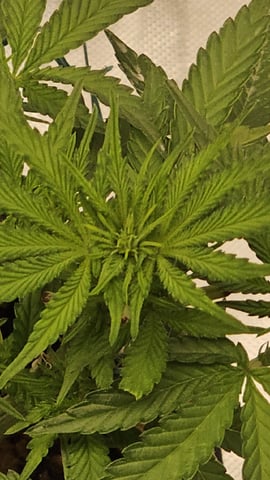 Jelousy Fast(Photo) & Ultra Voilet (Auto) — flower, day 20