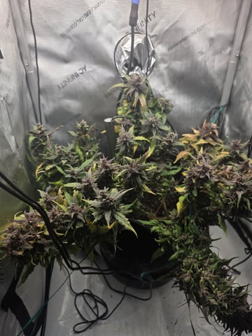 Vanna's Vanilla — auto, day 77