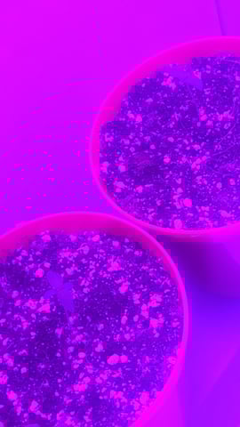 honey cream  — seedling_rooting, day 1