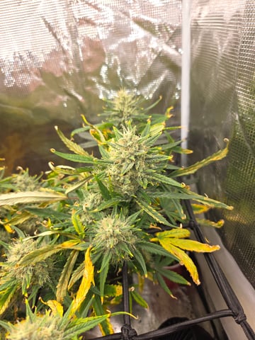 Experiment Time — flower, day 74
