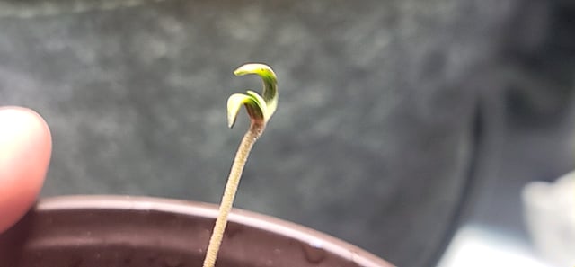 Poison Rainbows — seedling_rooting, day 8