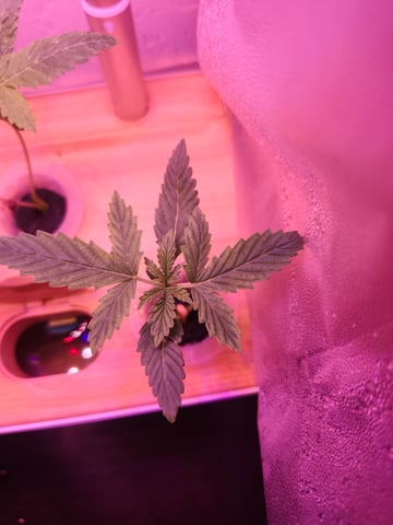 First Organic Hydro Grow. — seedling_rooting, day 5
