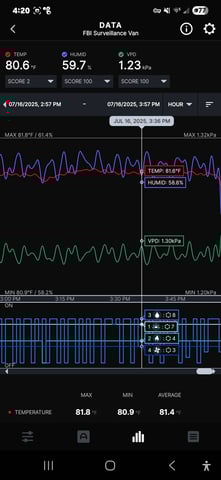 Purple Haze  — flower, day 52