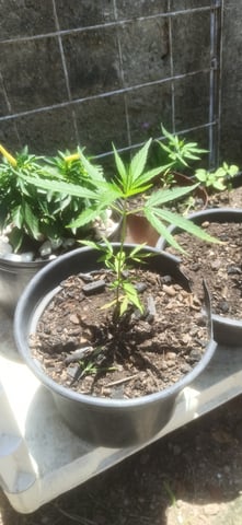 Prentwins — vegetative, day 34