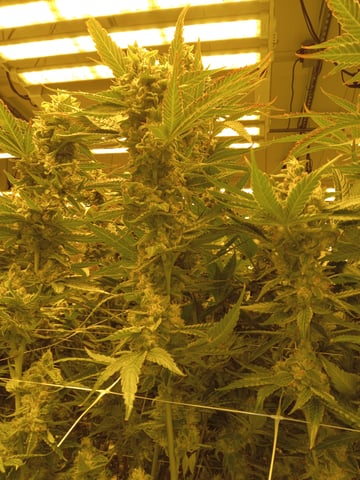 critical purple kush x peyote wifi  in the auto pot system tray 2 grow with added microhazian to the coco coir  — vegetative, day 42