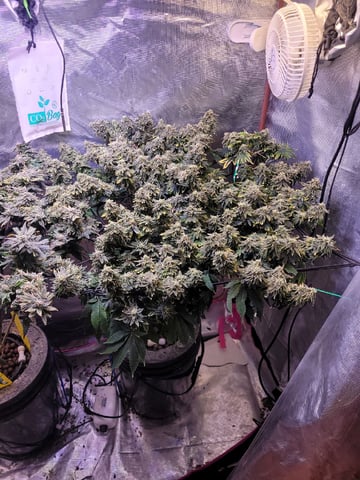 4th Grow — flower, day 13