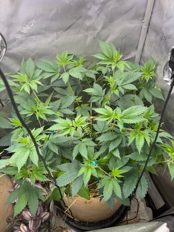 grow 4 — vegetative, day 31