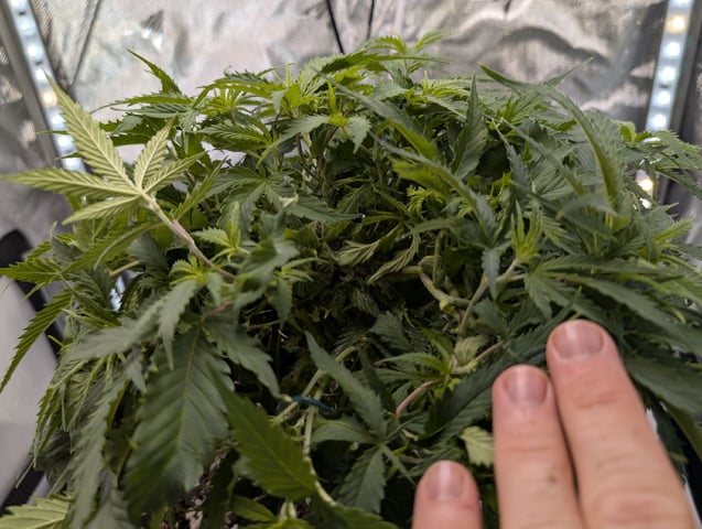C99 Clone