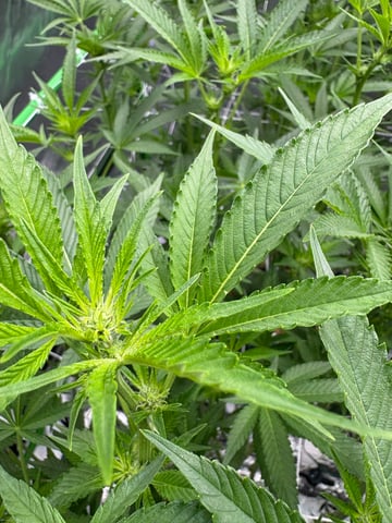 First Grow (Hydro) — flower, day 96