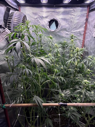 first grow in new 2x2 — flower, day 77