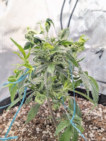C99 CloneWars! — vegetative, day 6