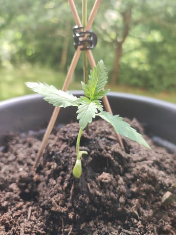 balkon — grow_setup, day 1