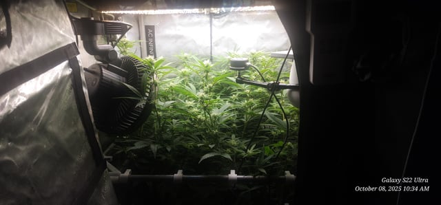 Guava Mints — flower, day 11