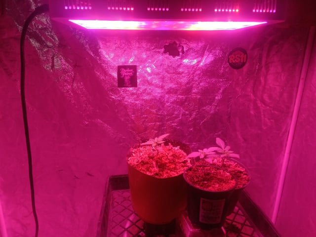 grow — vegetative, day 361