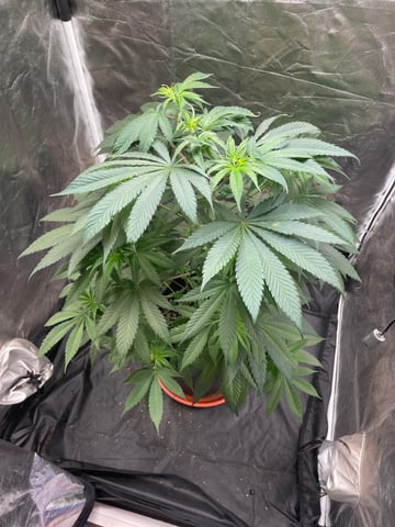 Blueberry — vegetative, day 59