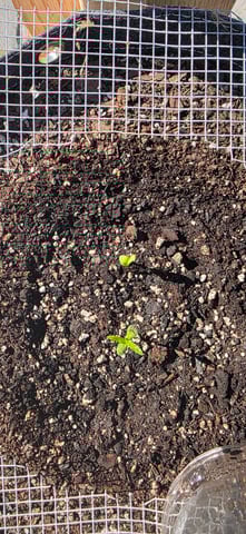 Let's just leave these right here! — germination, day 9