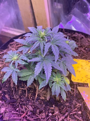 Frankengrape  — grow_setup, day 2
