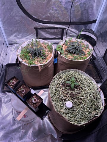 1.75 — seedling_rooting, day 7