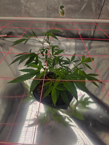 Platnium Jelly — vegetative, day 14