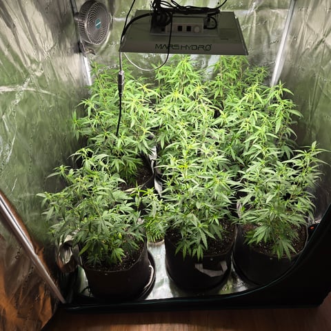 Blue Dream Clones — vegetative, day 34