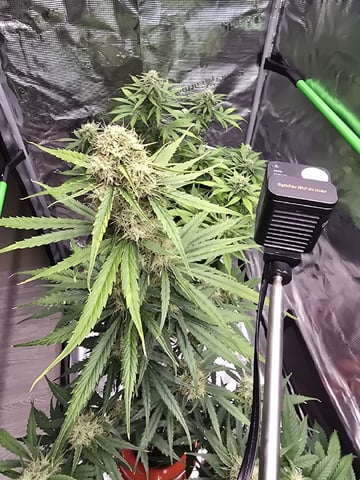 (4)autos  — harvest, day 76