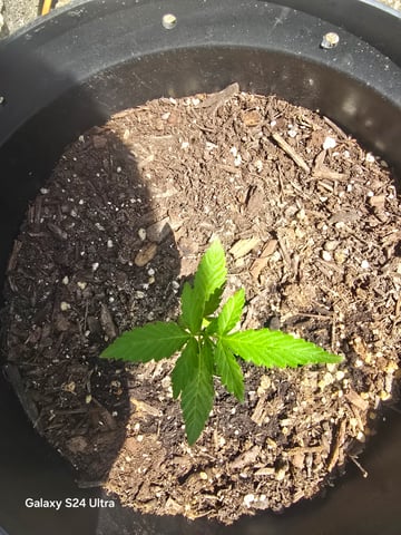 1st Grow — seedling_rooting, day 13
