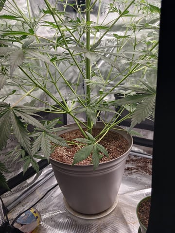 black gorilla feminized  — flower, day 16