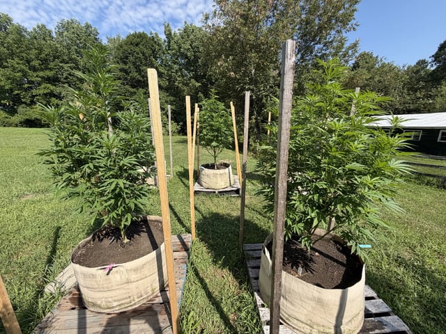 2026 Grow — vegetative, day 55
