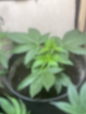 Cherry Pie  — vegetative, day 1