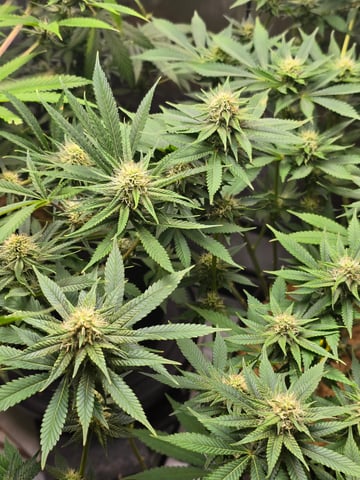 Purple Haze  — flower, day 80