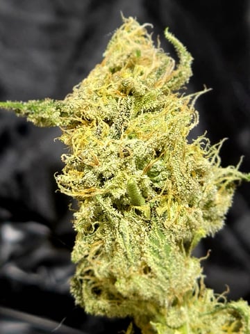 Dirty Bird - Thousand Island Fem & Platinum Kush Breath Remix x Grape Cakehead Fem Photo  — flower, day 107