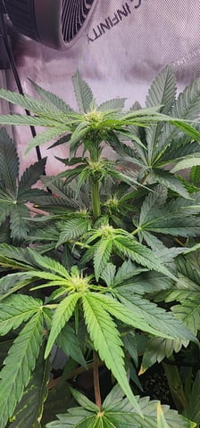 FastBuds Trainwreck Auto — flower, day 42