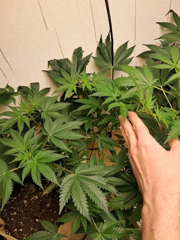 Gugugaga — flower, day 36