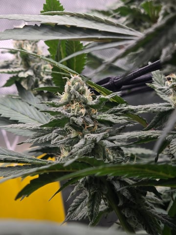 First Grow — flower, day 94