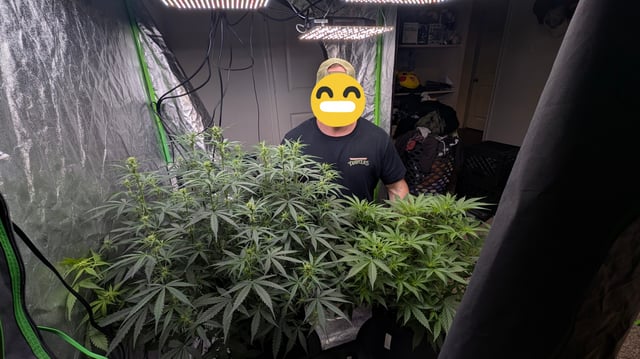 Strawberry Cheesecake Seedsman Seeds Autoflowers x2 — flower, day 45