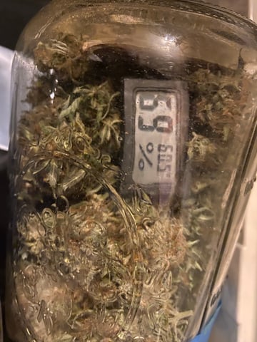 Auto Run #1 2025-2026 — harvest, day 109