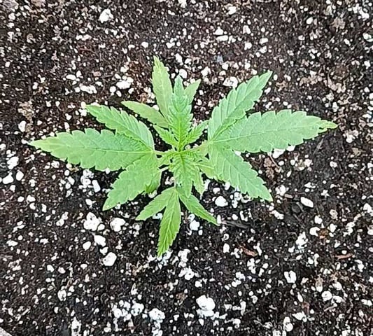 OG KUSH — vegetative, day 89