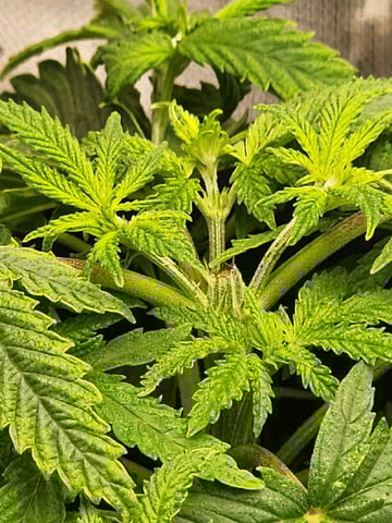 HE1E we GROW  — vegetative, day 50