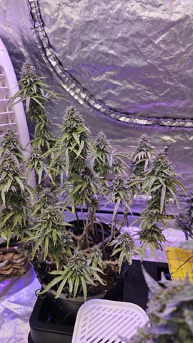 Amnesia Haze Run — flower, day 88