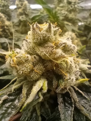 Wizard Punch first grow  — flower, day 101